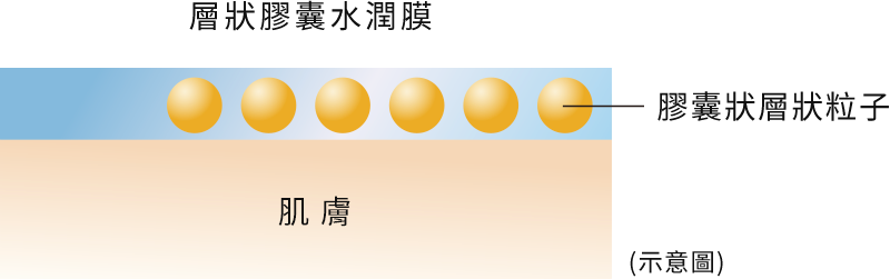 層狀膠囊水潤膜示意圖